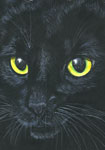 big black cat