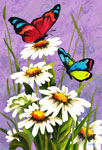 daisies butterflies