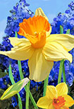 daffodils hyacinths